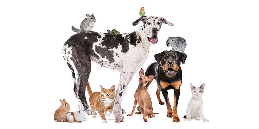 ветеринарная помощь мелким домашним животным